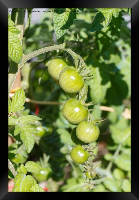 Cherry tomatoes ripening in an orchard Framed Print by aurélie le moigne