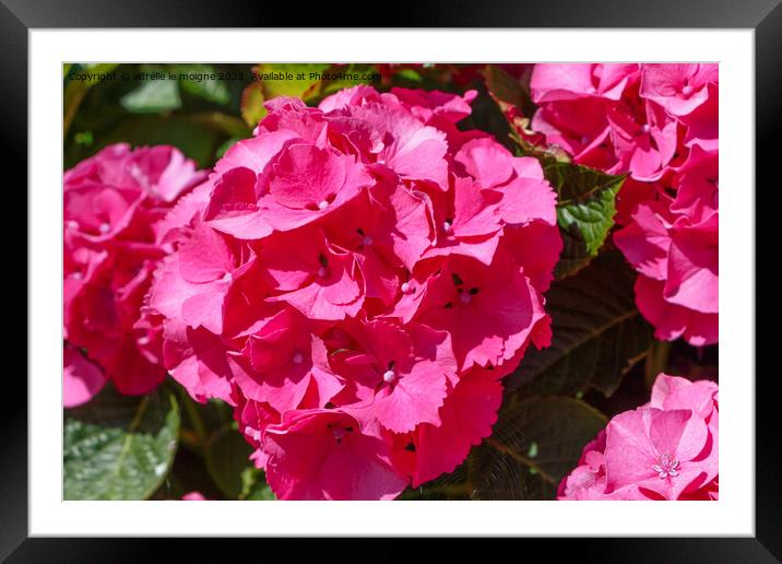 Pink hydrangea flower Framed Mounted Print by aurélie le moigne