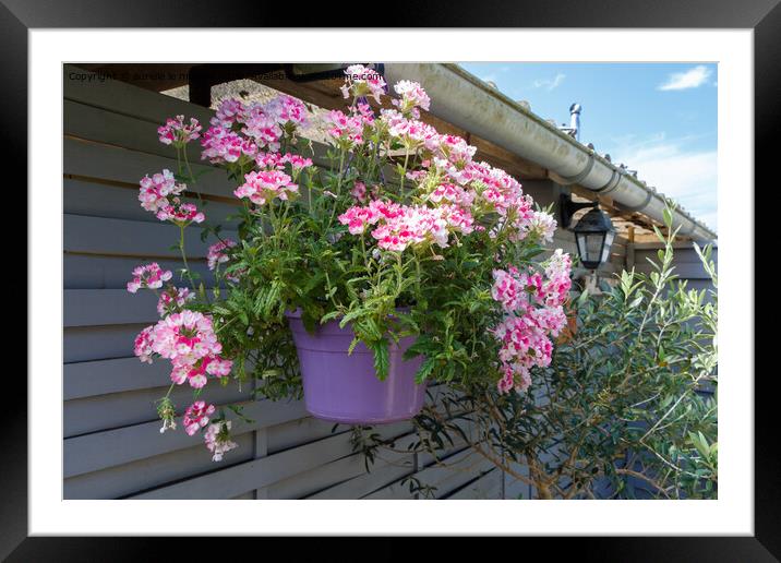 Planter with pink vervain flowers Framed Mounted Print by aurélie le moigne