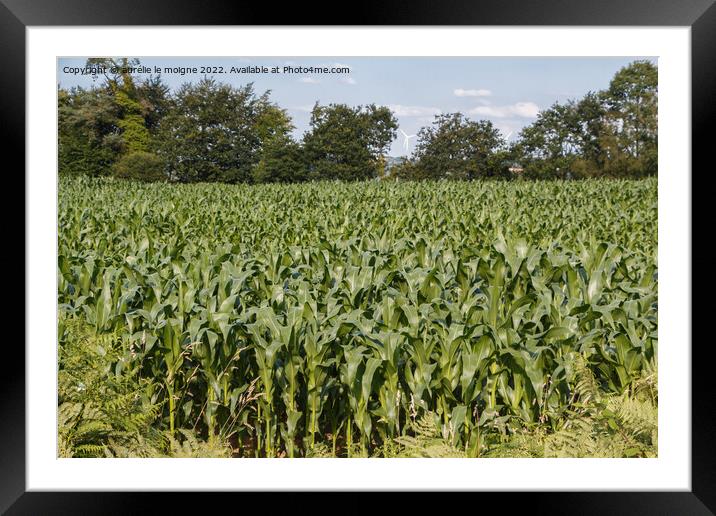 Field of corn Framed Mounted Print by aurélie le moigne