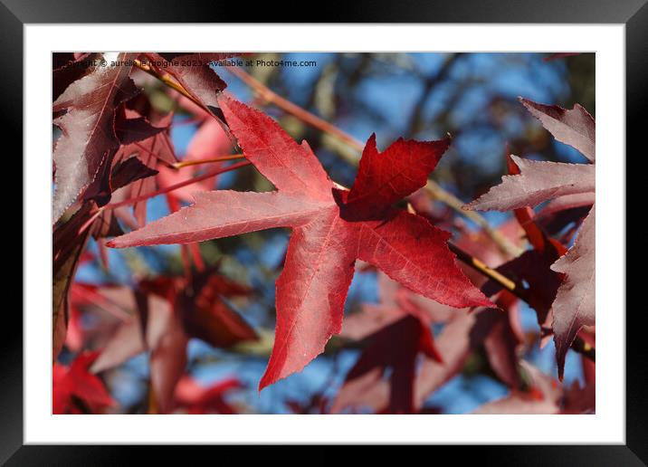 Maple leaves in autumn Framed Mounted Print by aurélie le moigne