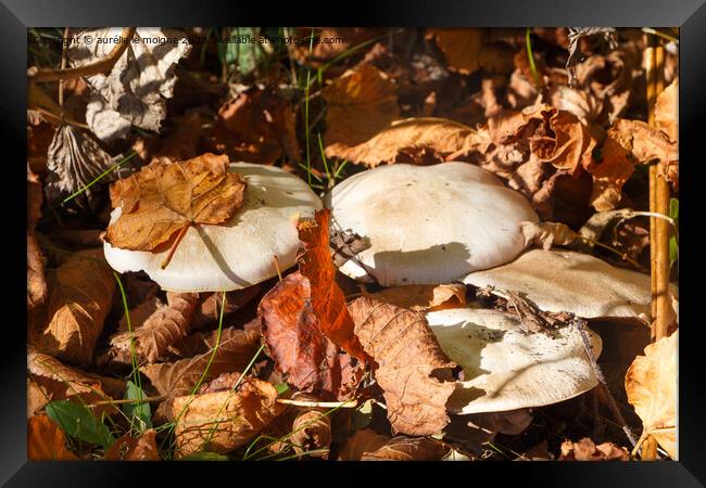 Field mushrooms in grass Framed Print by aurélie le moigne