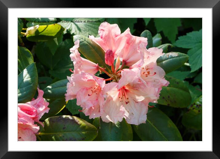 Pink rhododendron flowers in a garden Framed Mounted Print by aurélie le moigne