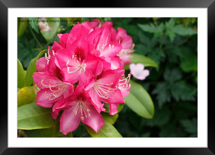 Pink rhododendron flowers in a garden Framed Mounted Print by aurélie le moigne