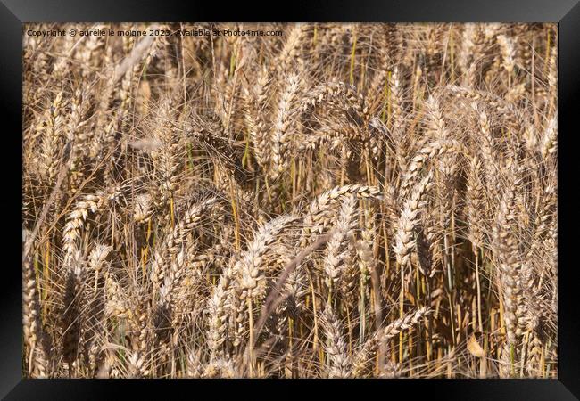 Field of wheat Framed Print by aurélie le moigne