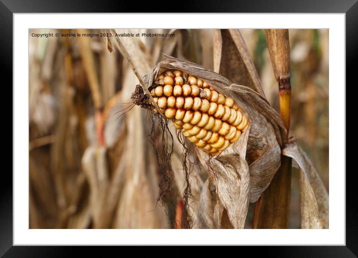 Corn field just before the harvest Framed Mounted Print by aurélie le moigne