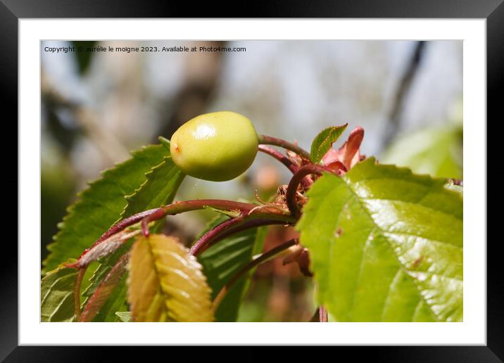 Little cherry ripening on a cherry tree Framed Mounted Print by aurélie le moigne