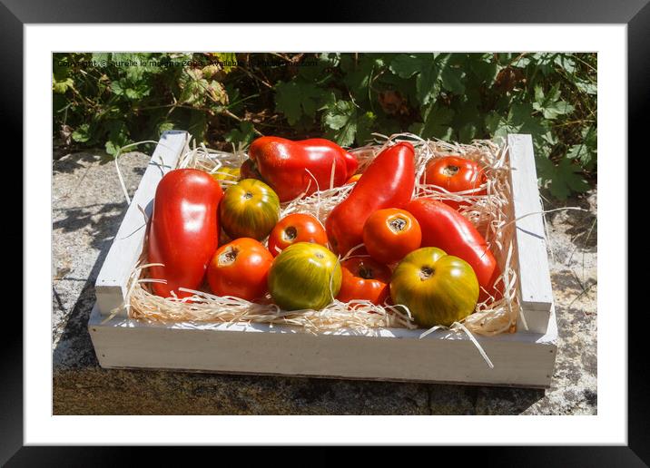 Tomatoes in a wooden crate Framed Mounted Print by aurélie le moigne