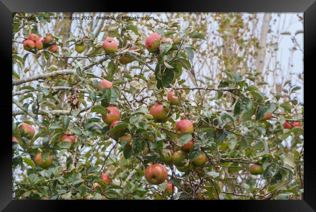 Apples ripening on an apple tree Framed Print by aurélie le moigne