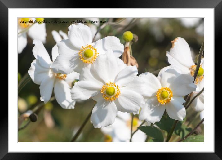 Flower of Japanese anemone Framed Mounted Print by aurélie le moigne