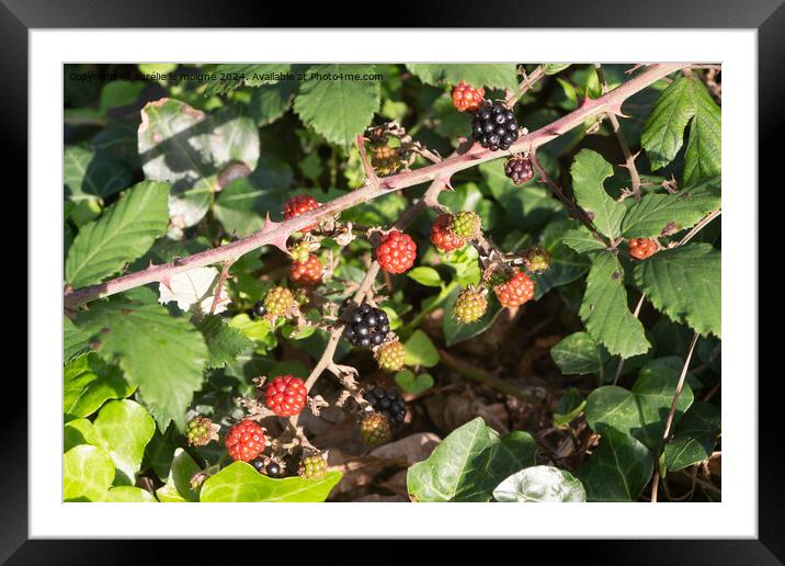 Blackberries in a forest during summer Framed Mounted Print by aurélie le moigne
