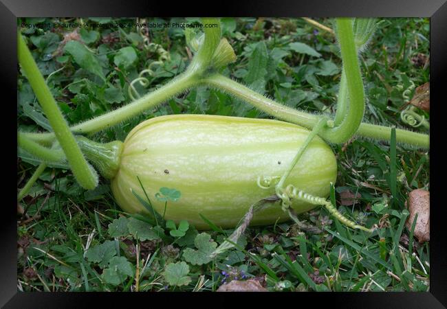 Butternut squash growing in a vegetable garden Framed Print by aurélie le moigne