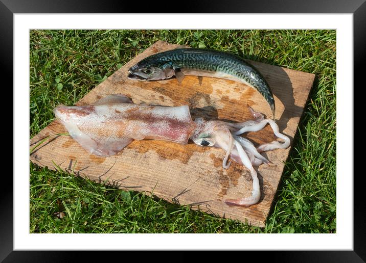 Raw squid and mackerel Framed Mounted Print by aurélie le moigne