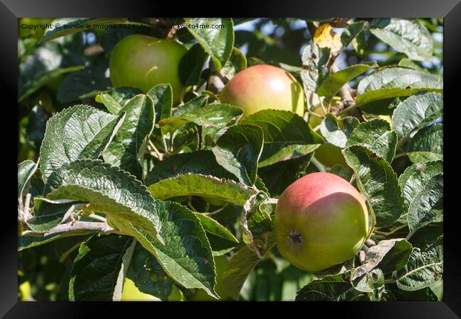Apples ripening on an apple tree Framed Print by aurélie le moigne