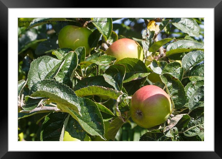 Apples ripening on an apple tree Framed Mounted Print by aurélie le moigne