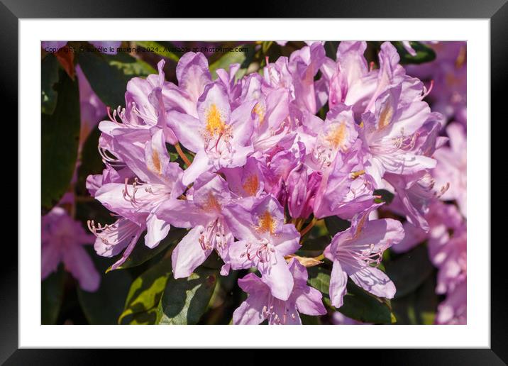 Purple rhododendron flowers in a garden Framed Mounted Print by aurélie le moigne