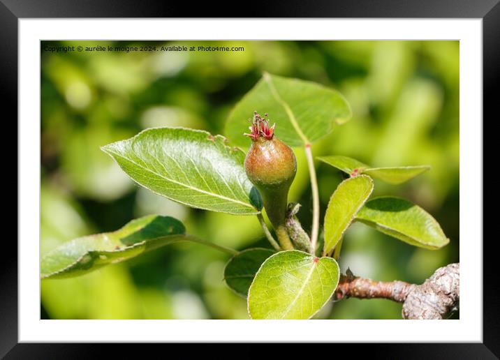 Little pear ripening on a pear tree Framed Mounted Print by aurélie le moigne