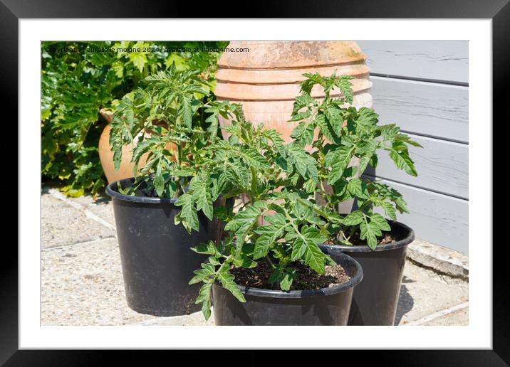 Tomatoes plants in a garden Framed Mounted Print by aurélie le moigne