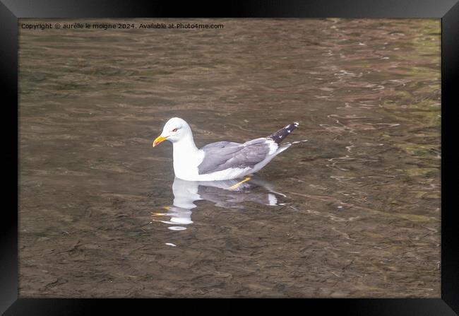 Seagull landed on a pond Framed Print by aurélie le moigne