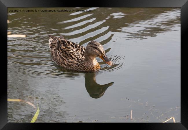 Mallard duck on a river Framed Print by aurélie le moigne