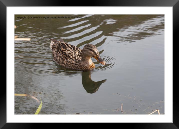 Mallard duck on a river Framed Mounted Print by aurélie le moigne