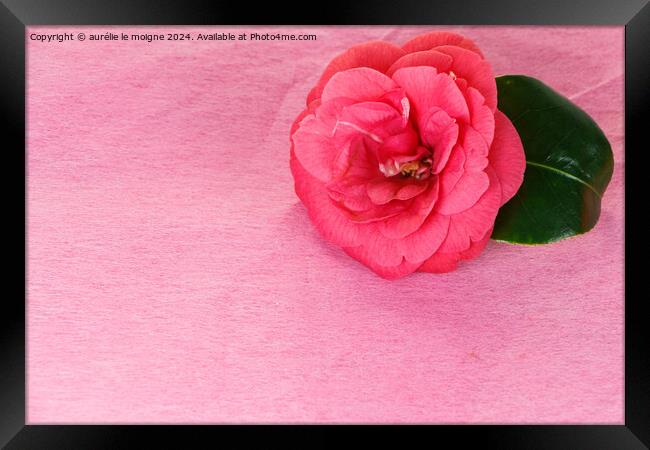 Camellia flower for Valentine's day Framed Print by aurélie le moigne