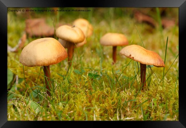 Mower's mushrooms in moss Framed Print by aurélie le moigne