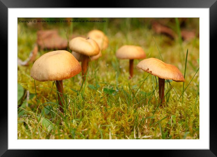 Mower's mushrooms in moss Framed Mounted Print by aurélie le moigne