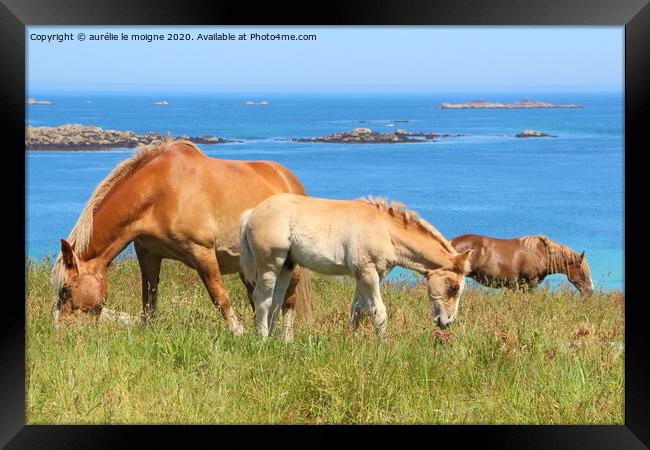 Trait Breton mare and her foal in a field in Brittany Framed Print by aurélie le moigne