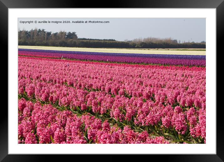 Field of pink, purple and white hyacinth Framed Mounted Print by aurélie le moigne