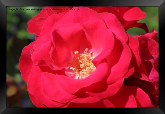 Red rose in a garden Framed Print by aurélie le moigne