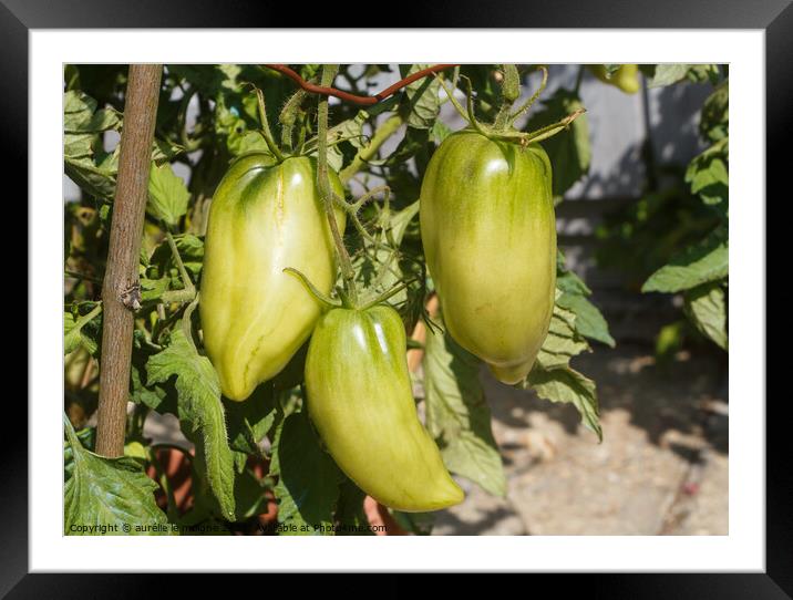 Tomatoes ripening in a vegetable garden Framed Mounted Print by aurélie le moigne