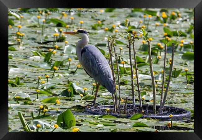Grey heron landed on a pond Framed Print by aurélie le moigne