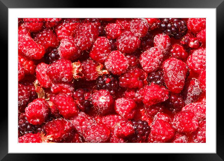 Background of raspberries Framed Mounted Print by aurélie le moigne