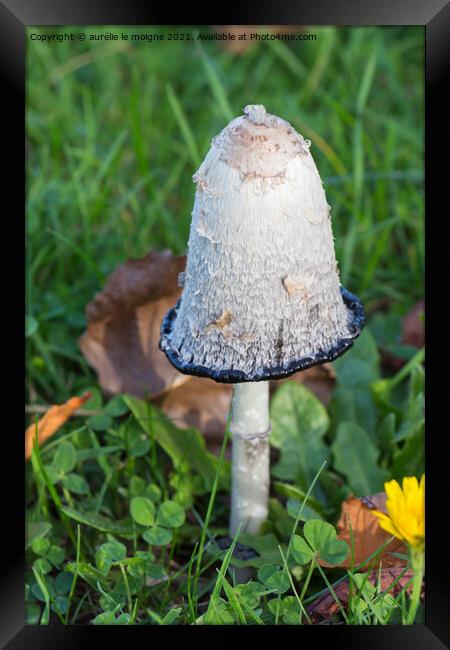 Shaggy inkcap mushroom in grass Framed Print by aurélie le moigne