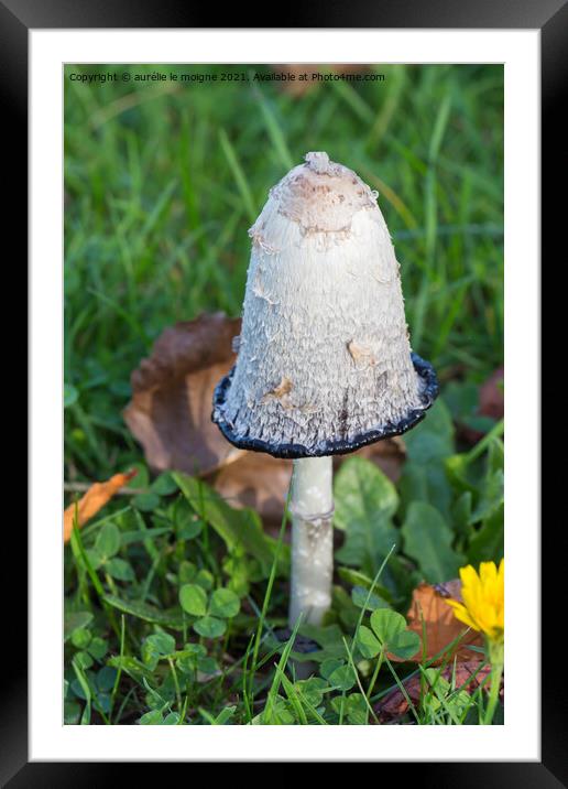 Shaggy inkcap mushroom in grass Framed Mounted Print by aurélie le moigne