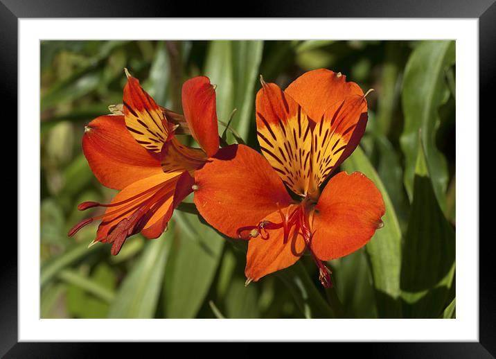Peruvian Lily Elegance Framed Mounted Print by Oliver Porter
