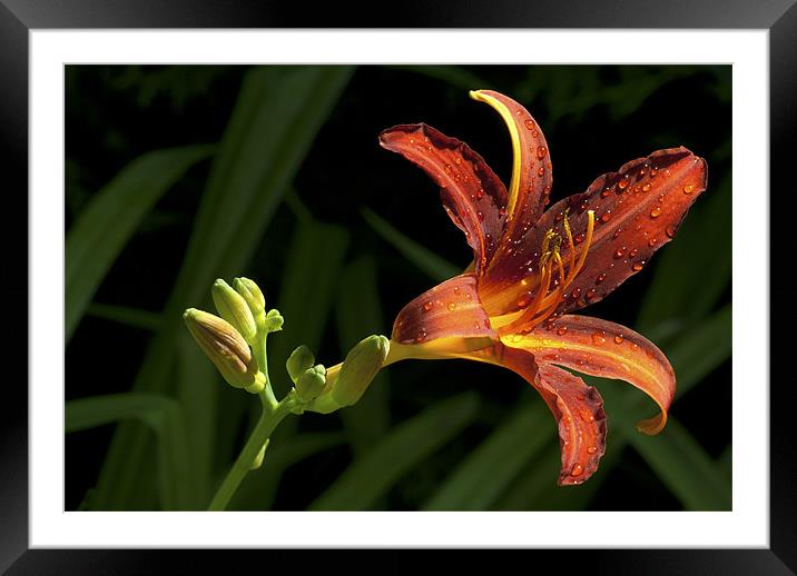 Tiger Lily Passion Framed Mounted Print by Oliver Porter