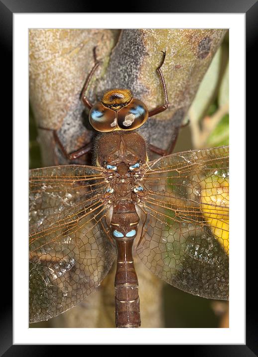 Brown Hawker Dragonfly Framed Mounted Print by Oliver Porter