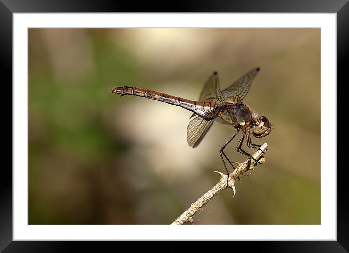 Female Common Darter Dragonfly Framed Mounted Print by Oliver Porter