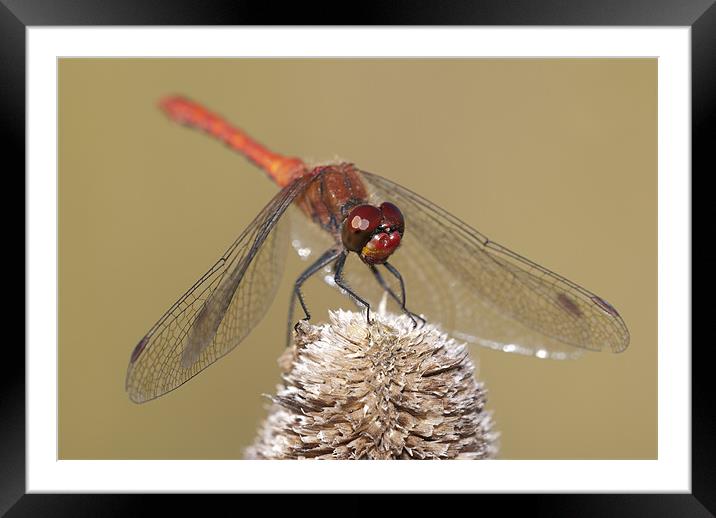 Male Common Darter Dragonfly Framed Mounted Print by Oliver Porter