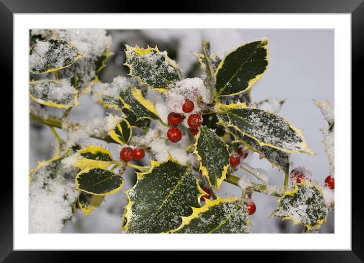 Christmas Holly Framed Mounted Print by Oliver Porter
