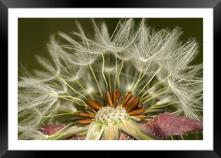 Natural Detail Framed Mounted Print by Oliver Porter