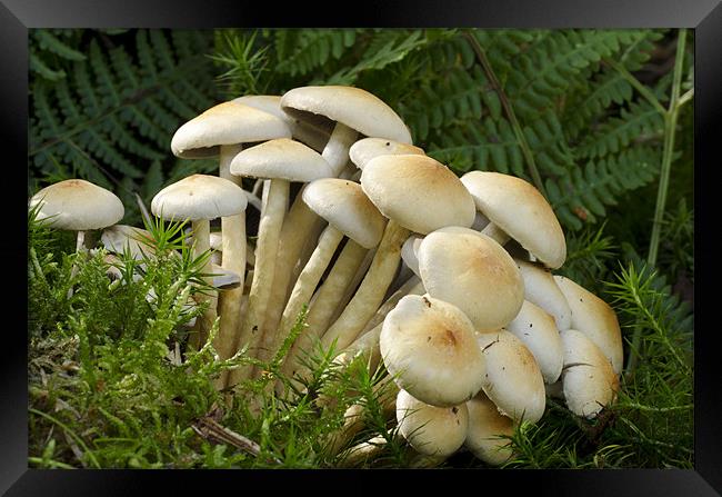 Mushroom Season Framed Print by Oliver Porter