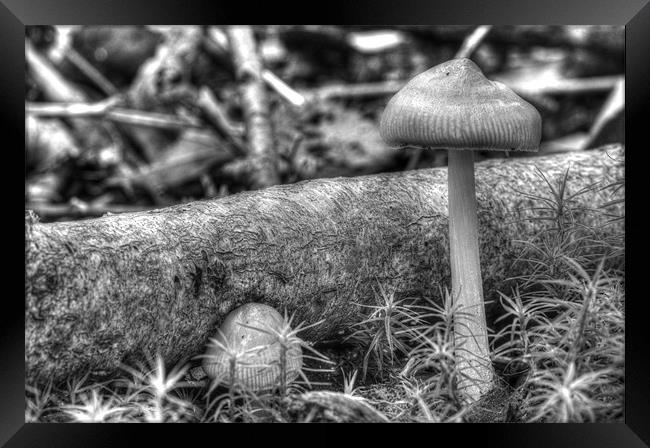 Black and White Mushroom Framed Print by Oliver Porter