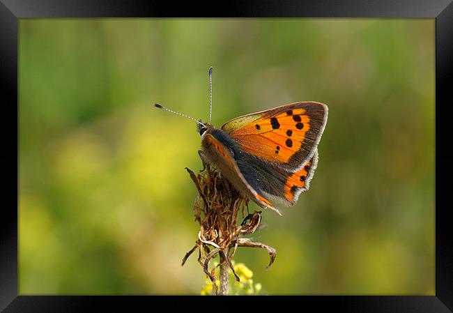 Small Copper Butterfly  Framed Print by Oliver Porter
