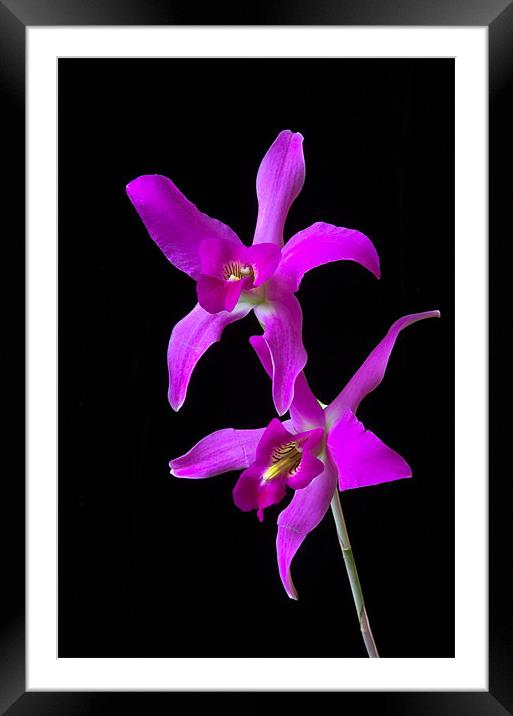 Pink Orchid  Framed Mounted Print by Oliver Porter