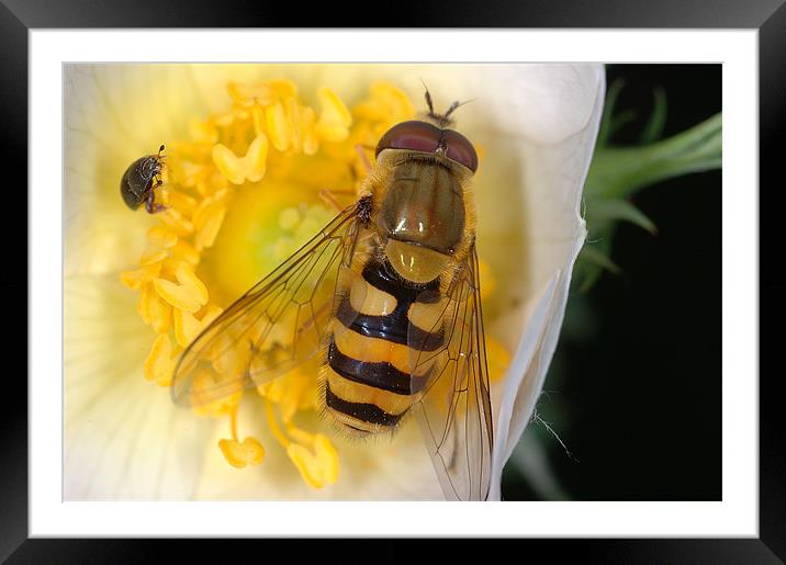 Macro Natural At Its Best  Framed Mounted Print by Oliver Porter