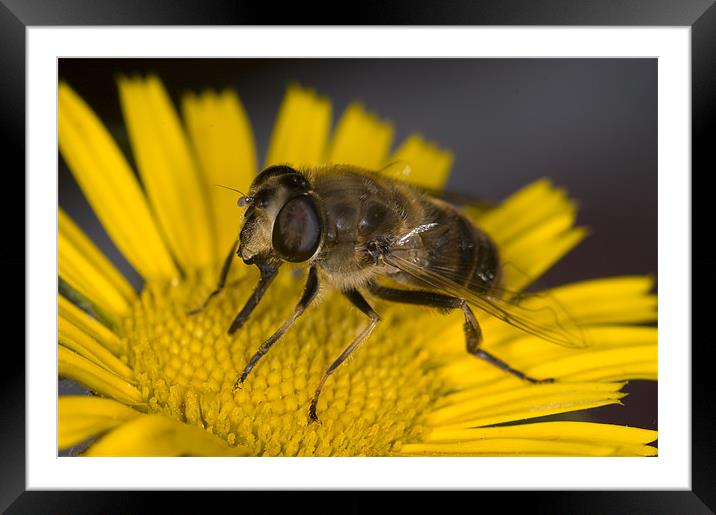 Fascination of The Macro World Framed Mounted Print by Oliver Porter