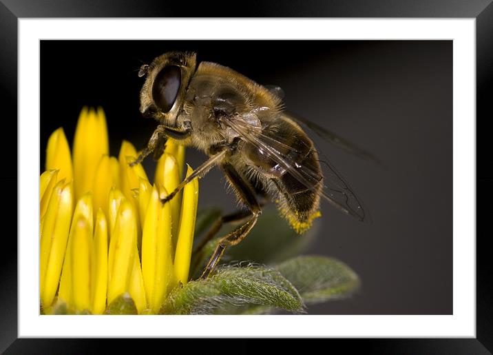 Feeding Bee Framed Mounted Print by Oliver Porter